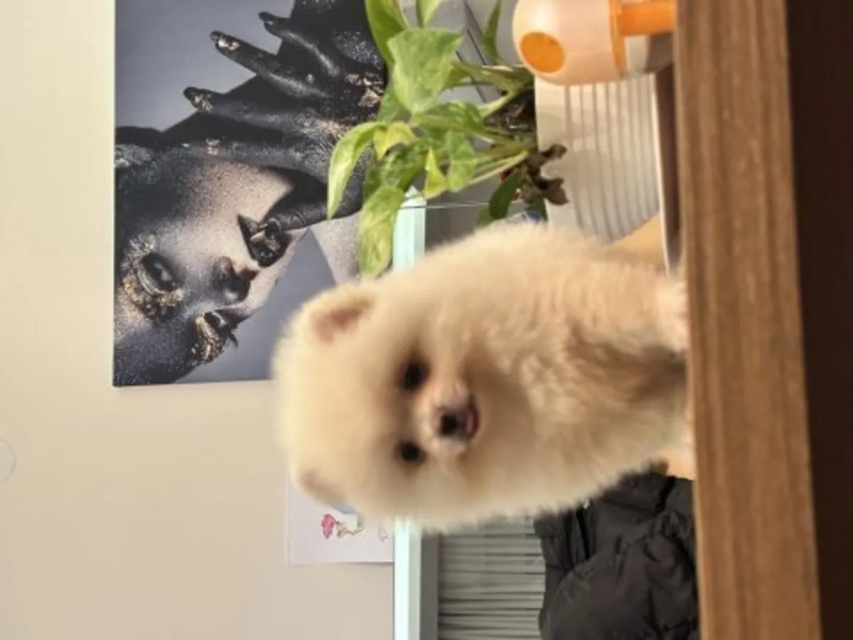 这只白色博美犬雄性幼犬从小就与人互动。