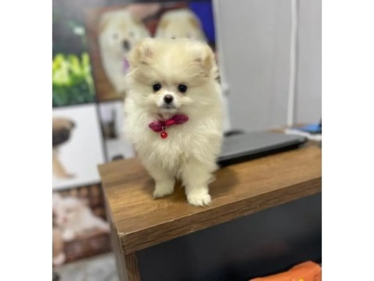 一只成年白色博美母犬，已准备好迎接新家。