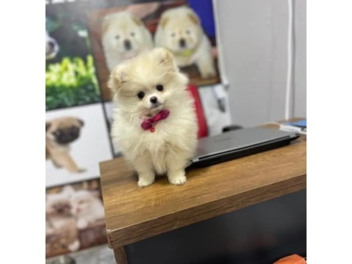 一只成年白色博美母犬，已准备好迎接新家。