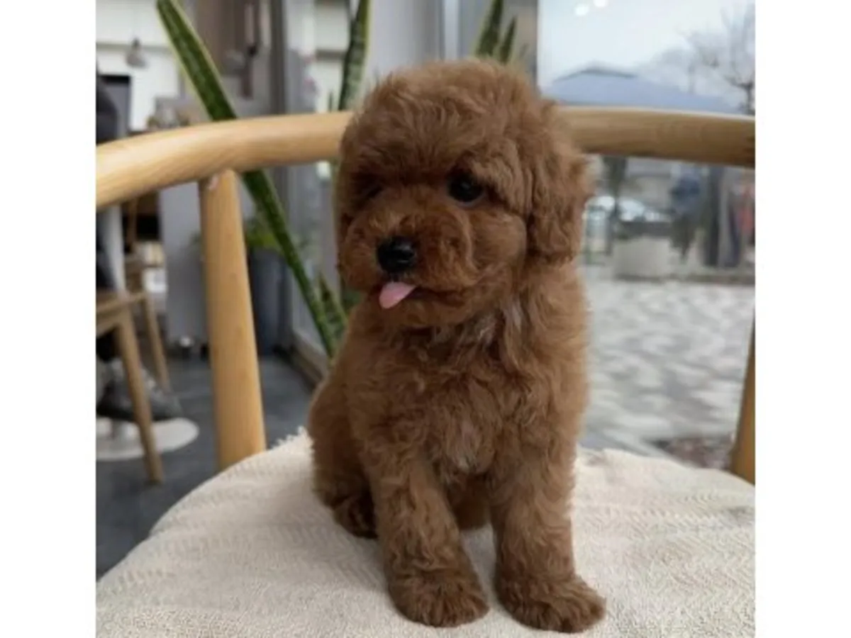 棕色玩具贵宾犬，雄性，性格温顺。