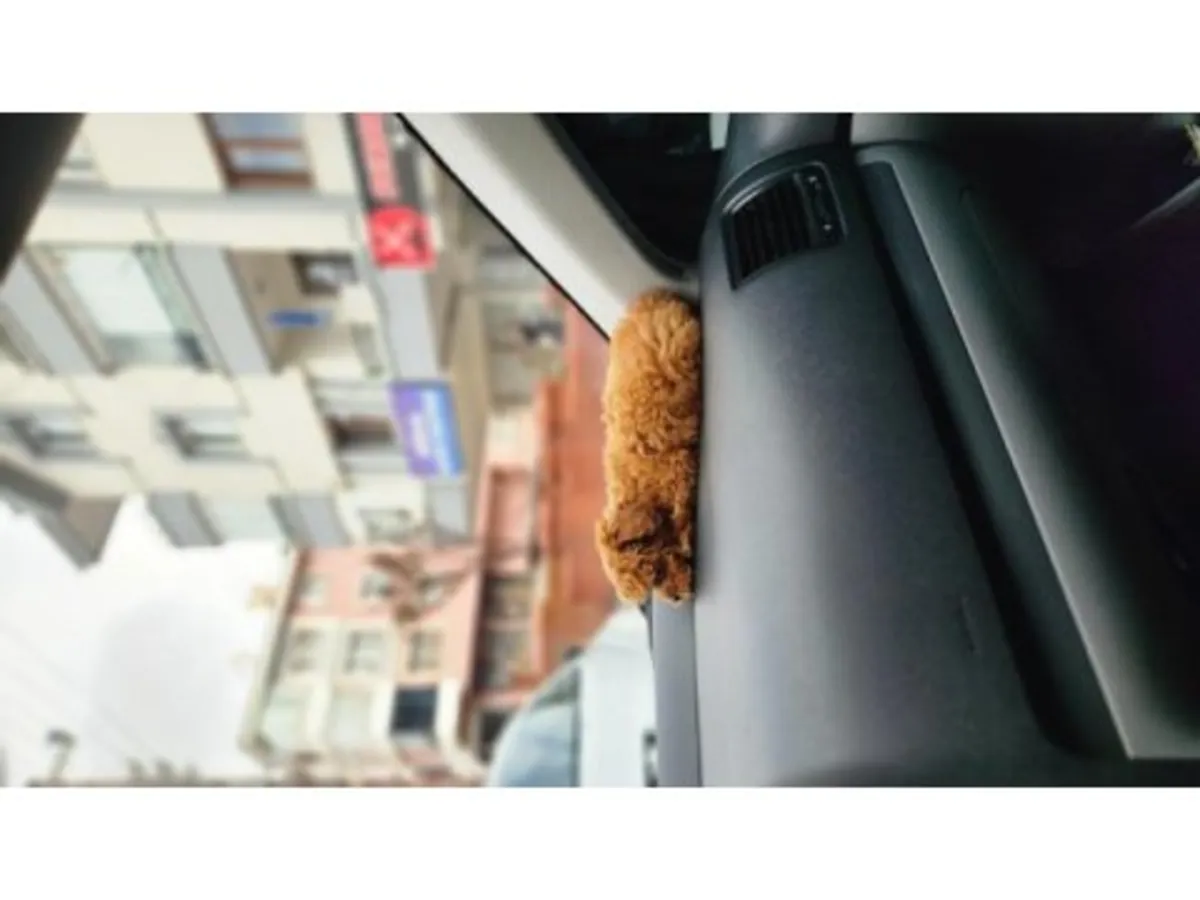 棕色贵宾犬（雌性）待领养，欢迎负责任的领养人。