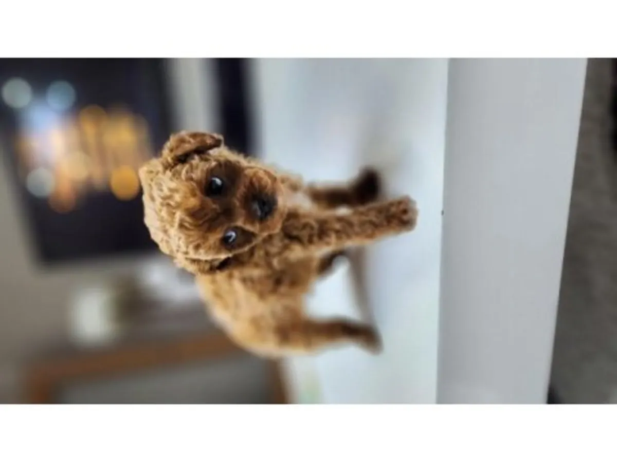 棕色贵宾犬（雌性）待领养，欢迎负责任的领养人。