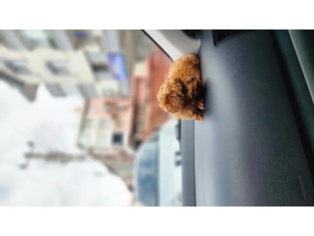 棕色贵宾犬（雌性）待领养，欢迎负责任的领养人。