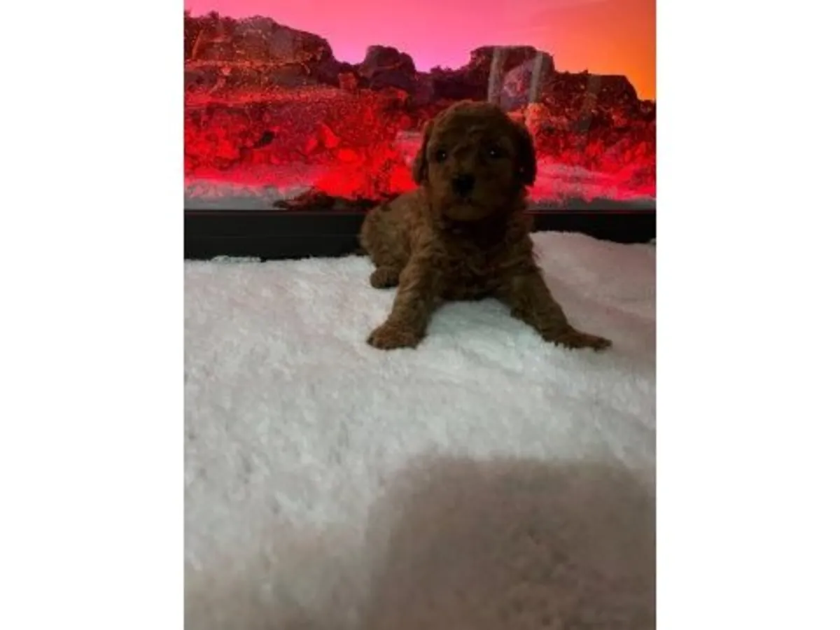 棕色成年贵宾犬（雄性）寻求长期住所