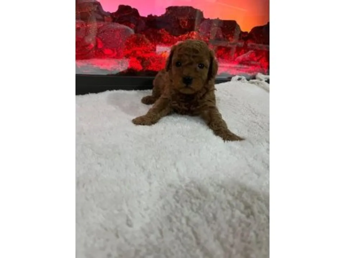 棕色成年贵宾犬（雄性）寻求长期住所