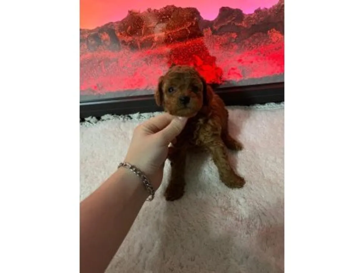 棕色成年贵宾犬（雄性）寻求长期住所