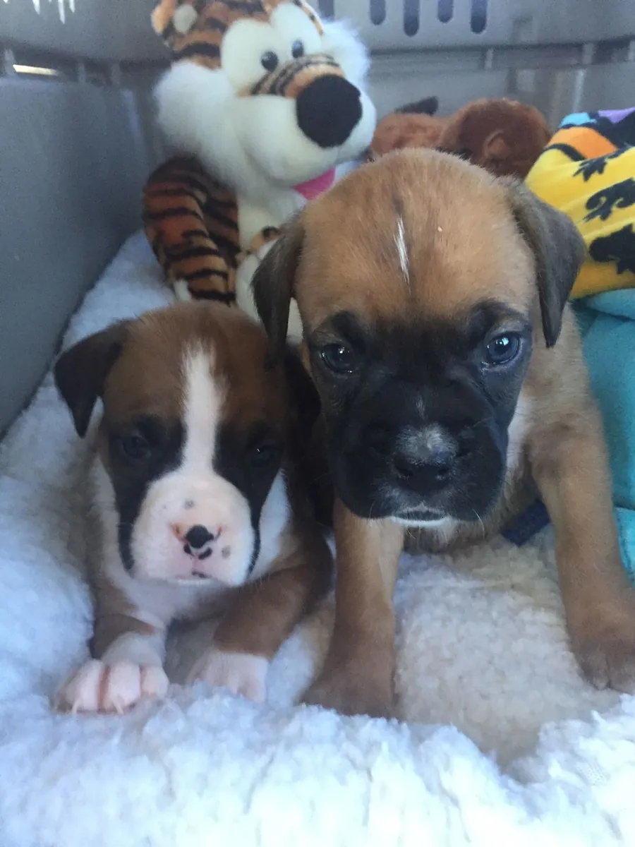 Beautiful Boxer Puppies Available for Adoption