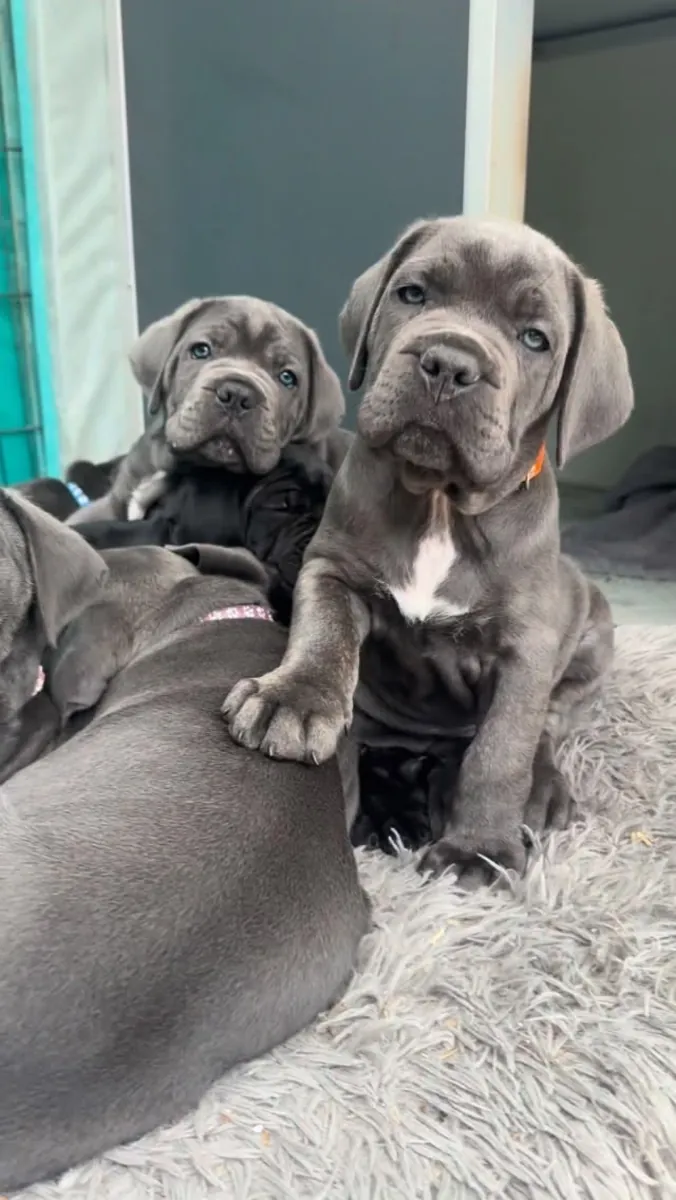Cane Corso Puppy Available 