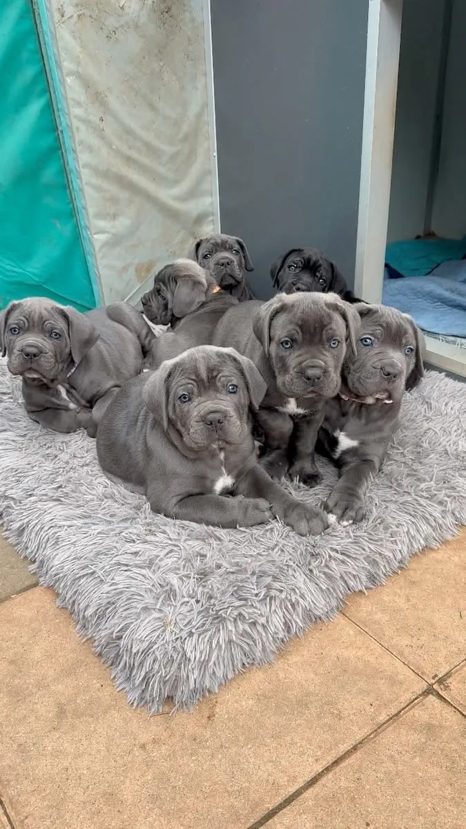 Cane Corso Puppy Available 
