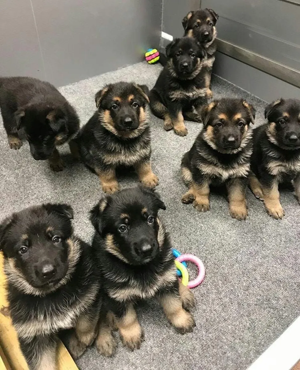 德国牧羊犬