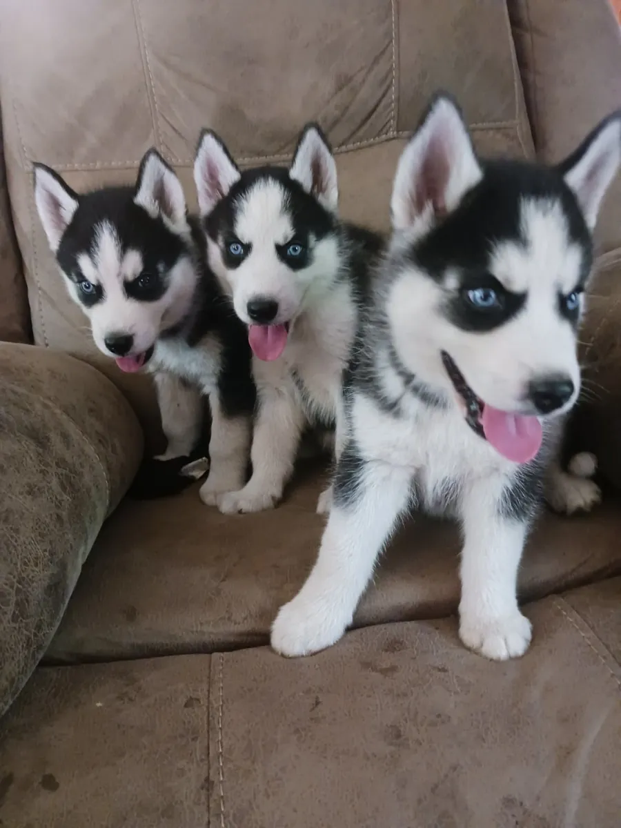 AKC'ye kayıtlı sevimli Siberian Husky yavruları - mavi gözler ve aile ortamında yetiştirilmiş!