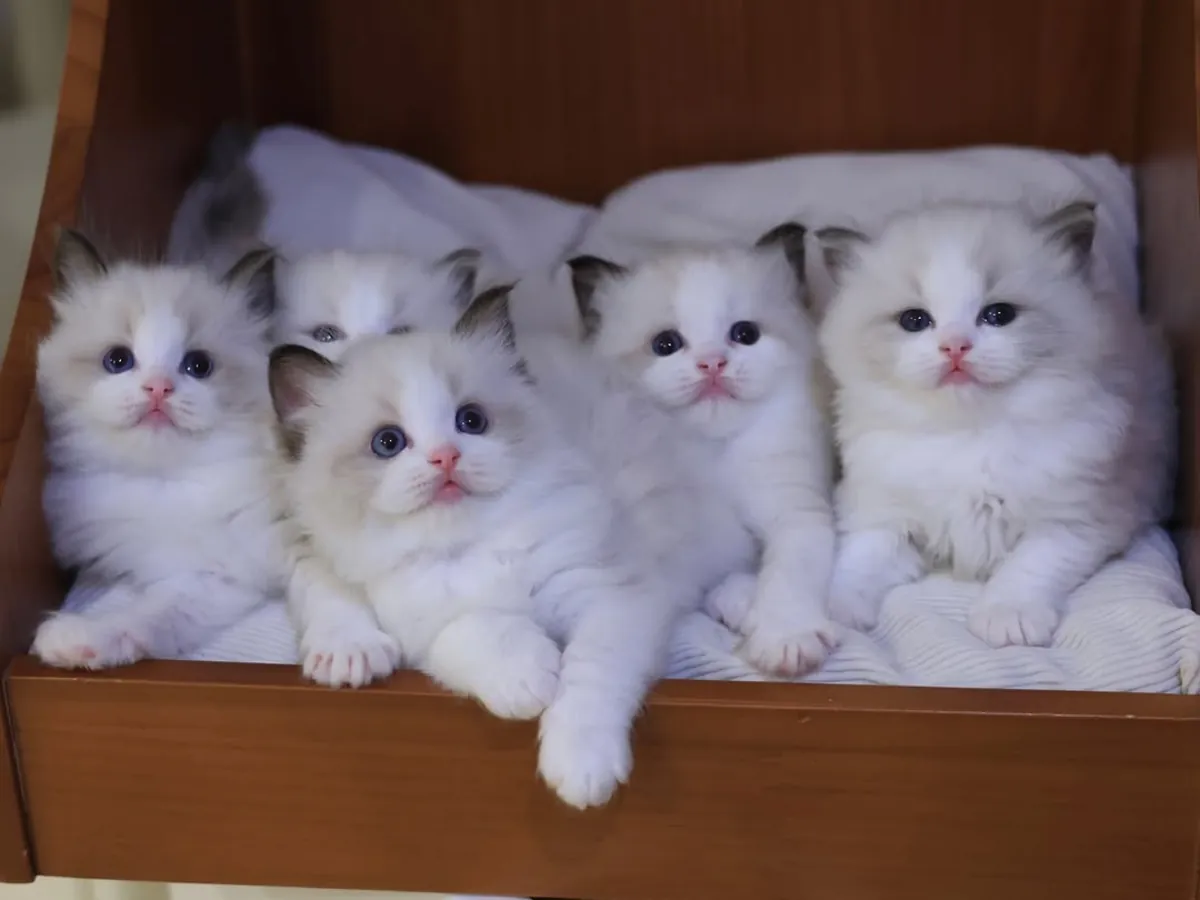 待领养的布偶猫幼崽。