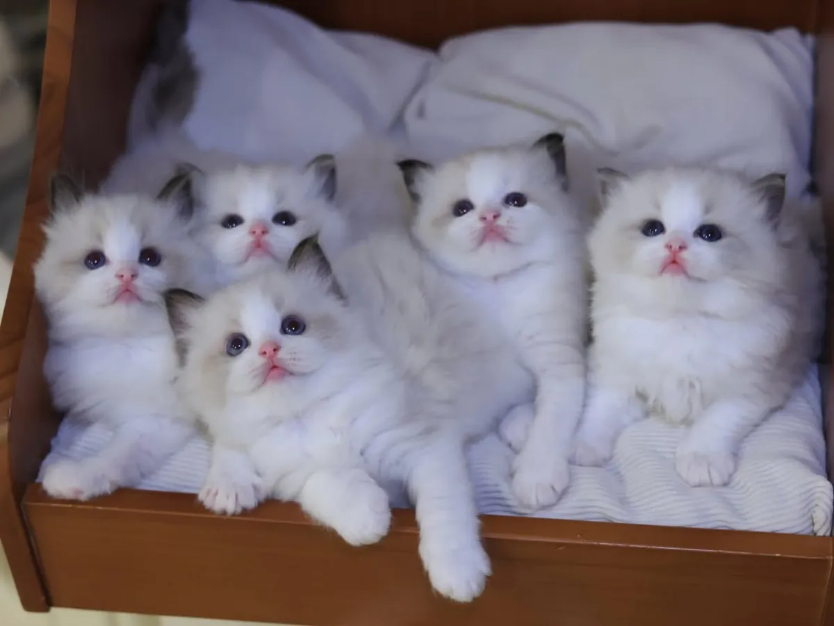 Adorables chatons Ragdoll disponibles à l'adoption.