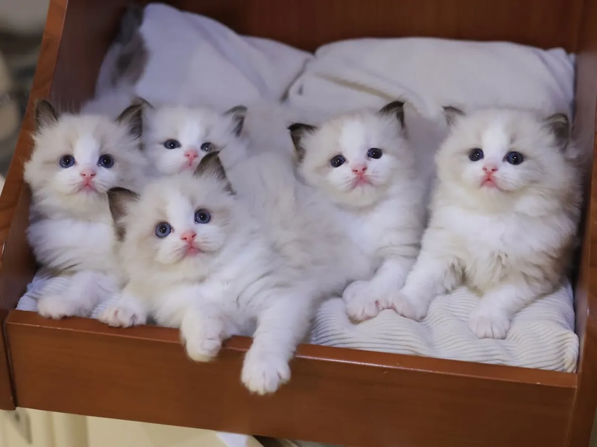 Adorables chatons Ragdoll disponibles à l'adoption.