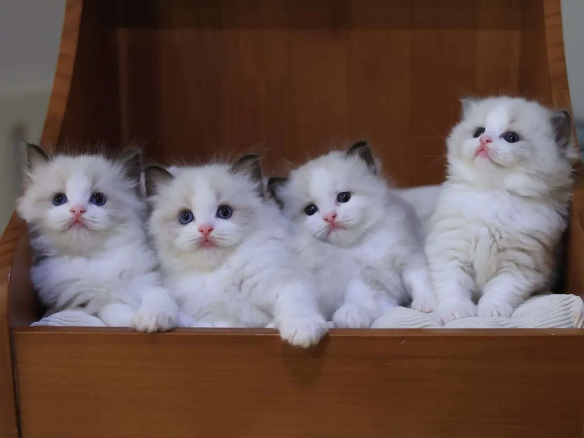 Adorables chatons Ragdoll disponibles à l'adoption.