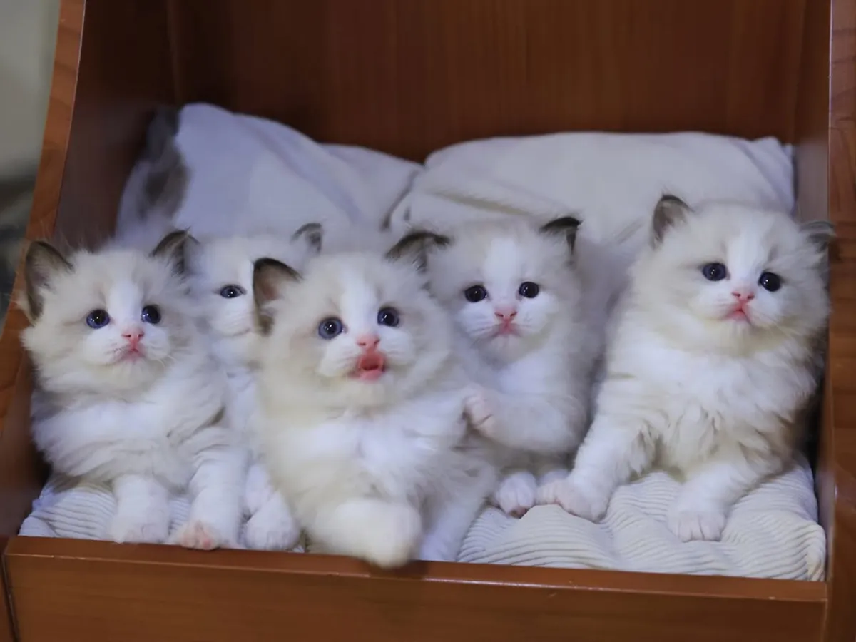 待领养的布偶猫幼崽，公母都有。