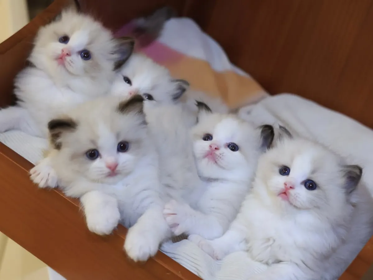 Ragdoll kittens available