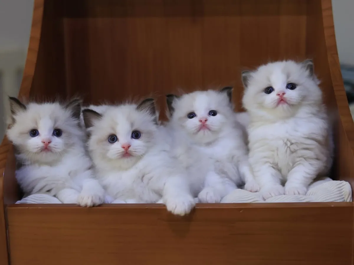 Ragdoll kittens available