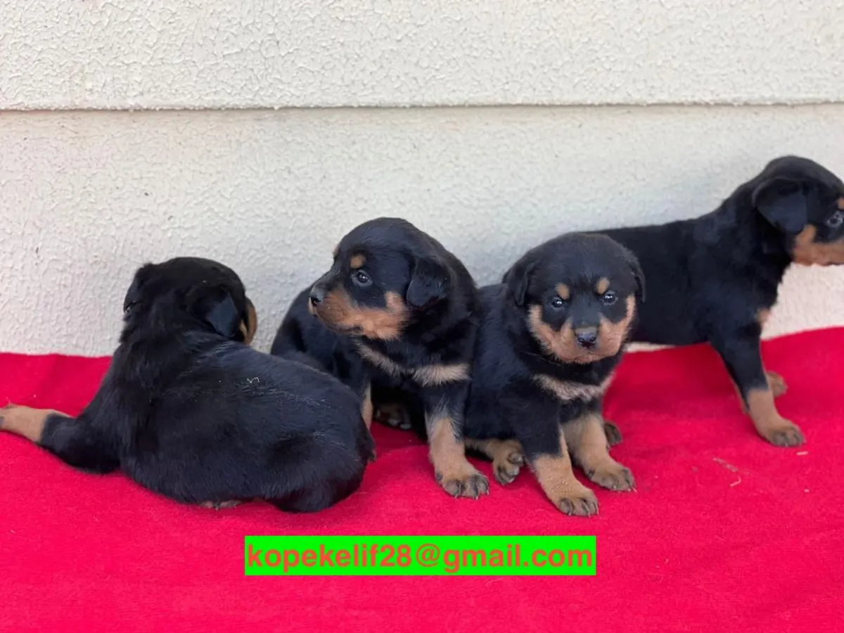 Male and female Rottweiler puppies are given as a gift.