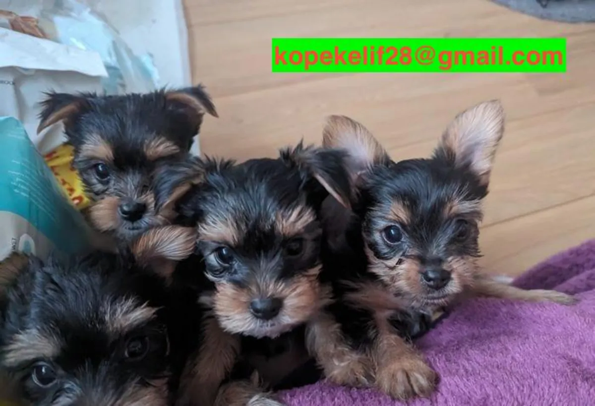 Male and female Yorkshire Terrier puppies will be given as a gift.