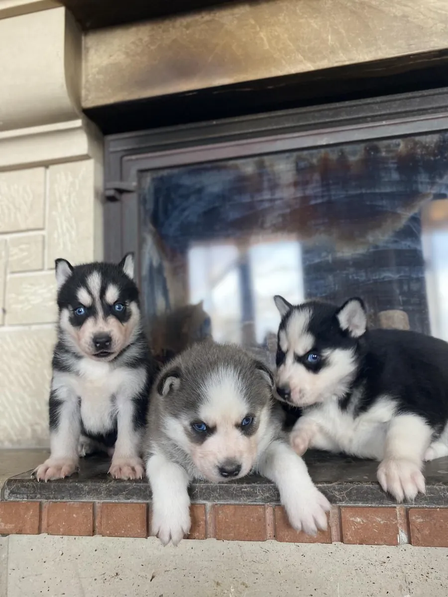 Se regalan cachorros de husky siberiano, machos y hembras.