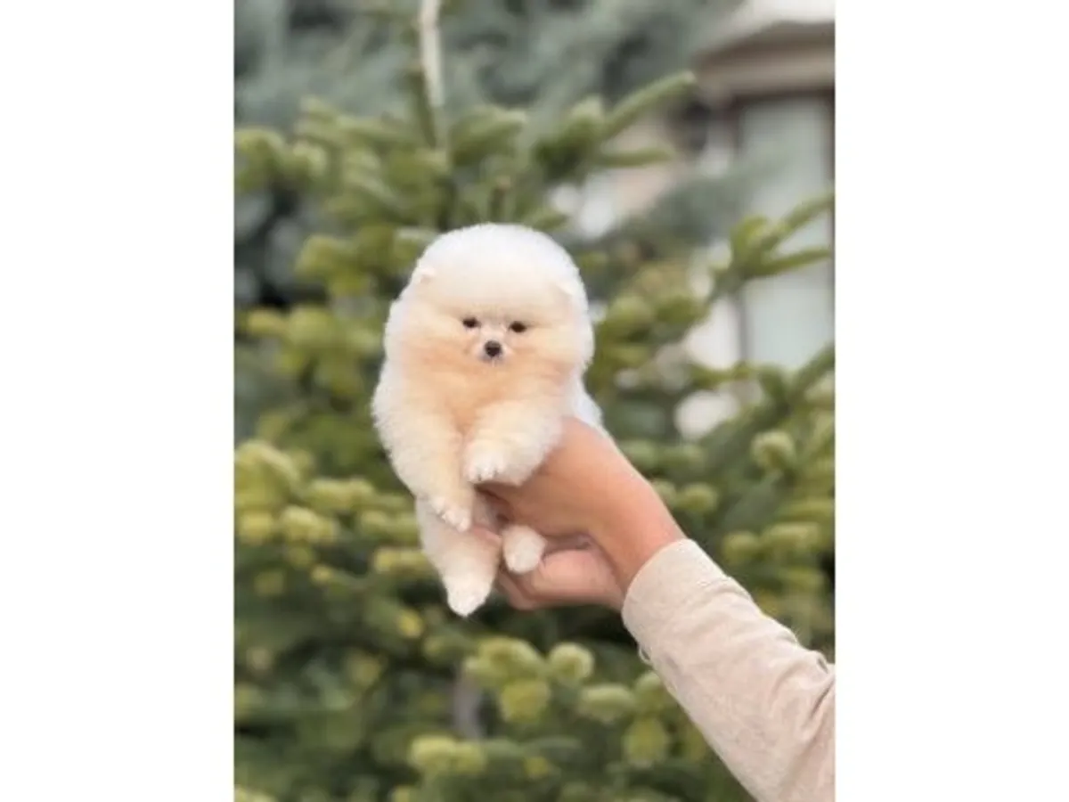 一只在稳定的家庭环境中长大的白色博美犬