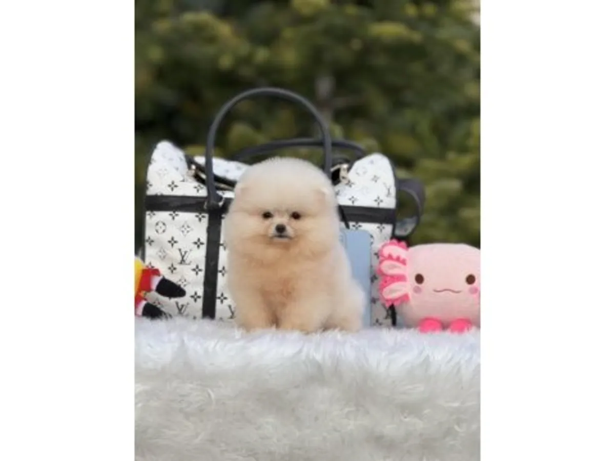 一只在稳定的家庭环境中长大的白色博美犬