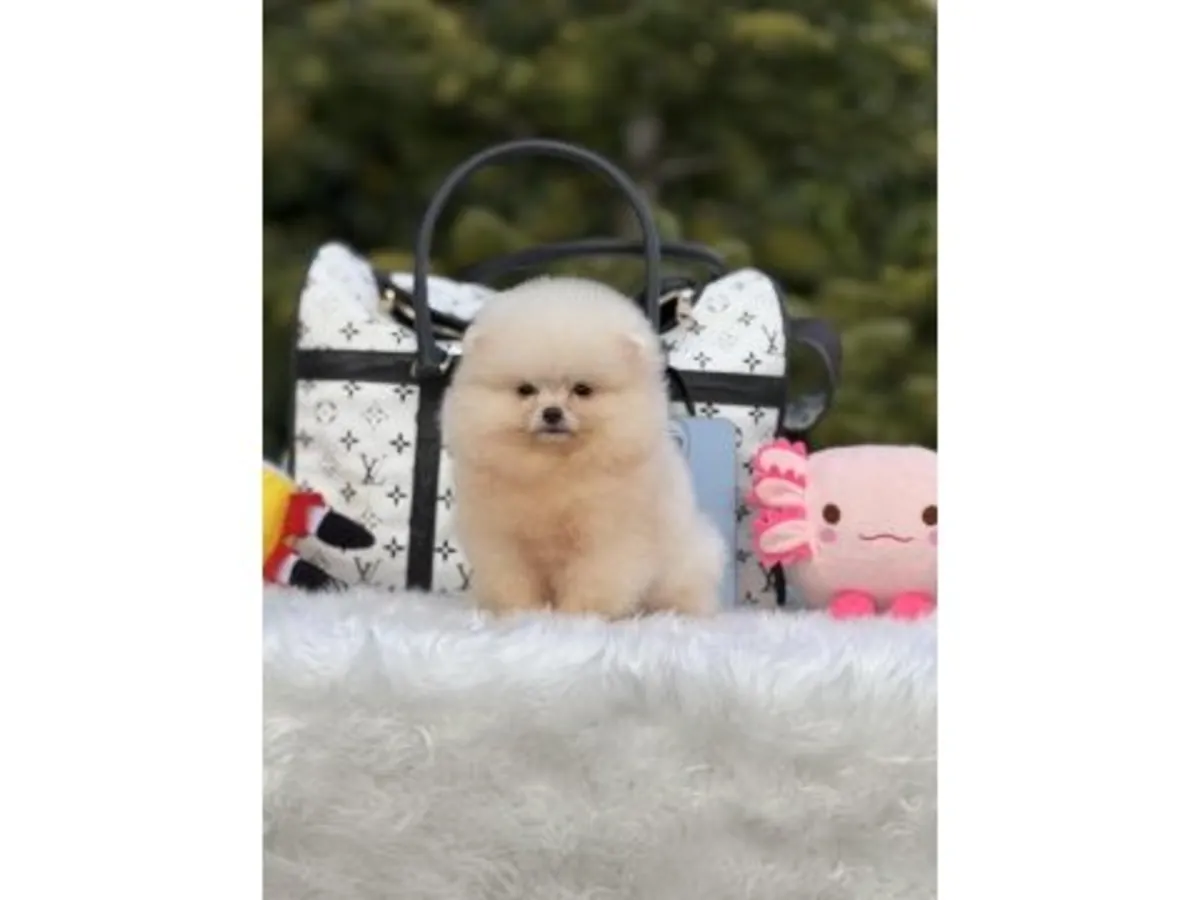 一只在稳定的家庭环境中长大的白色博美犬