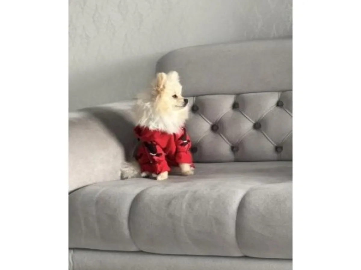 性格温顺的成年白色博美犬待领养