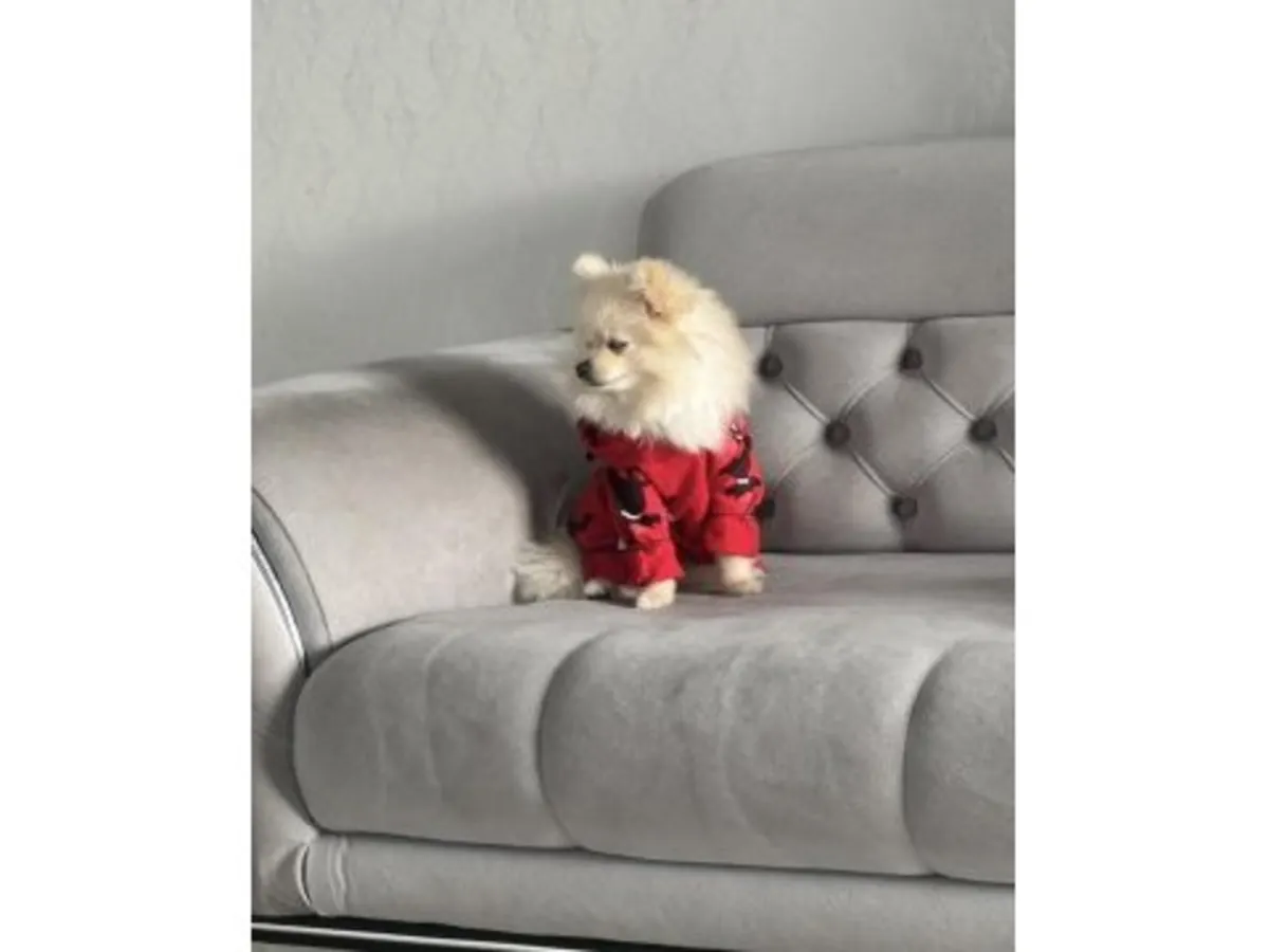 性格温顺的成年白色博美犬待领养