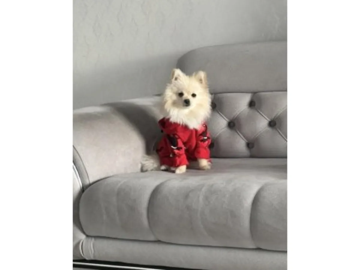 性格温顺的成年白色博美犬待领养