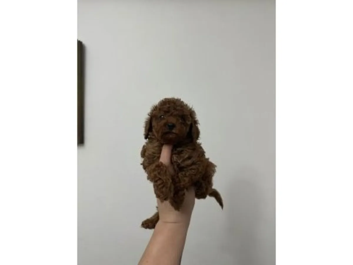 Caniche marron mâle avec caractère attentif