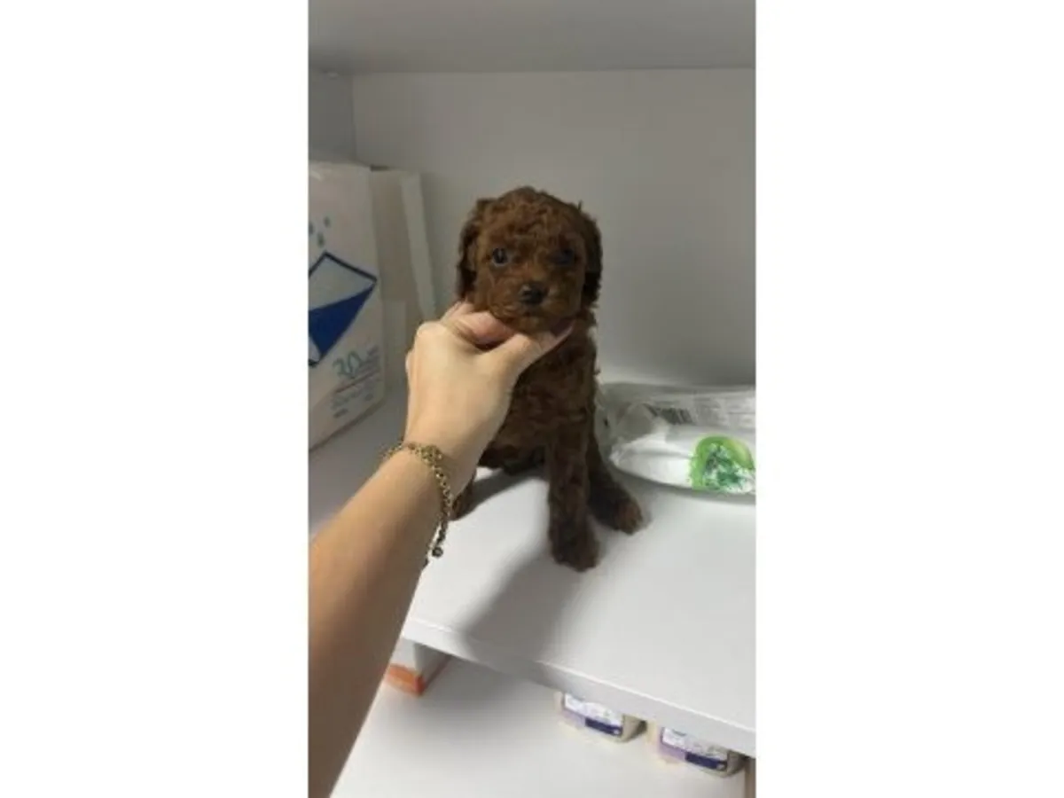 Caniche marron mâle avec caractère attentif