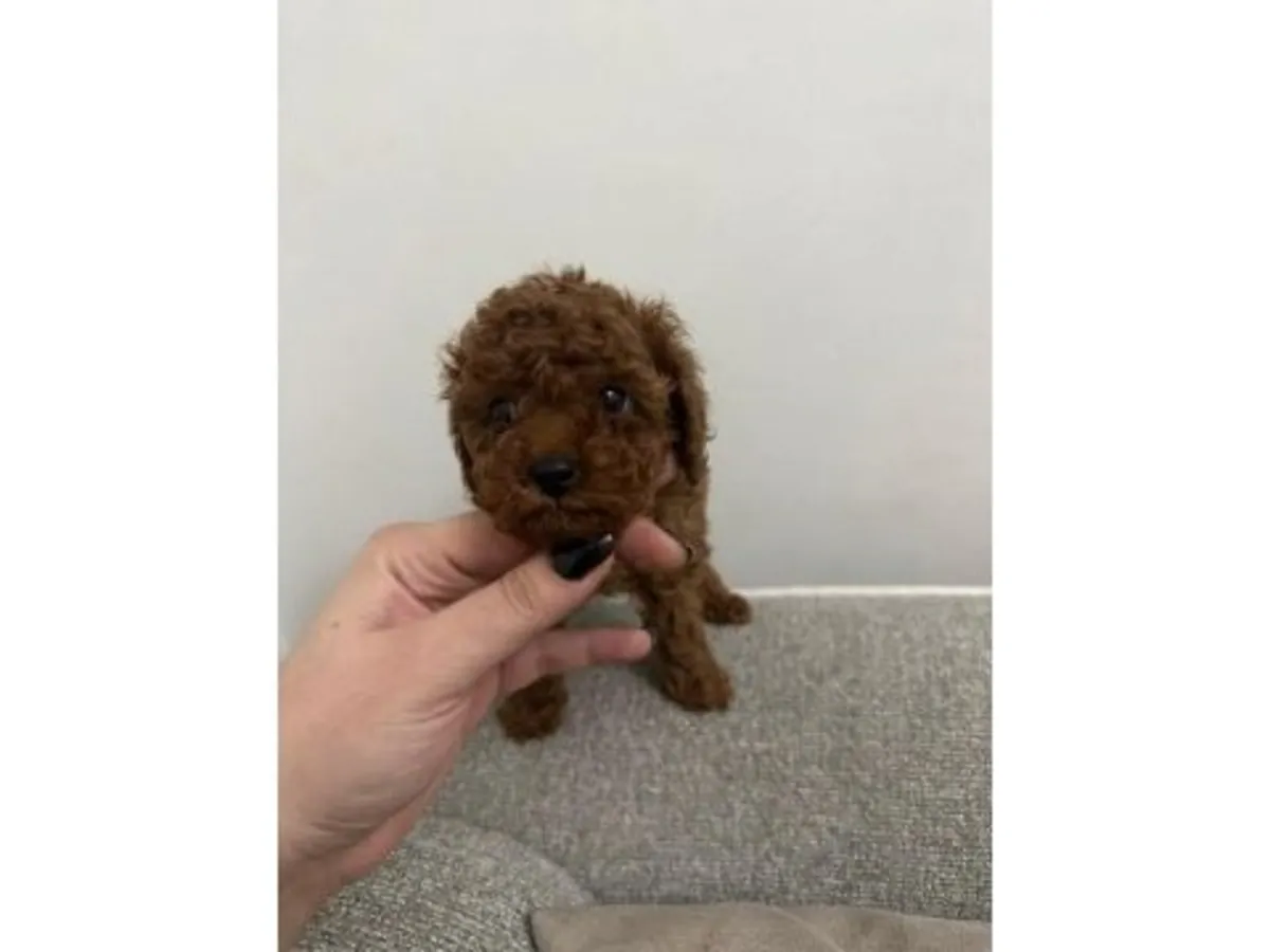 Caniche marron mâle avec caractère attentif