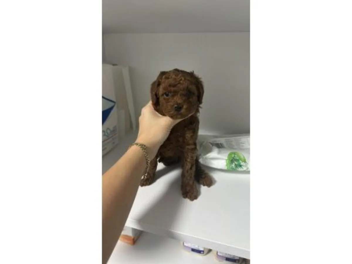 Caniche marron mâle avec caractère attentif