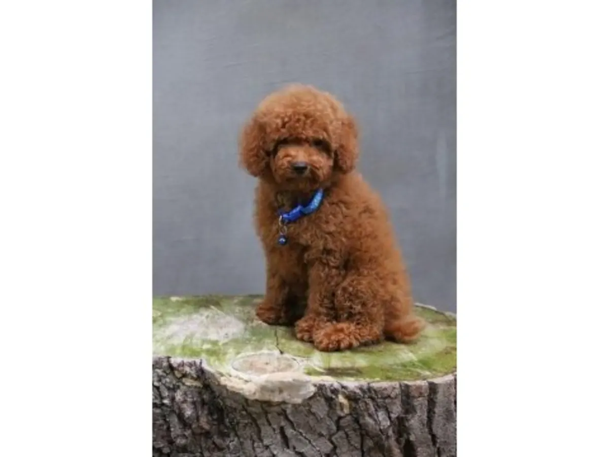 性格友善的棕色贵宾犬待领养