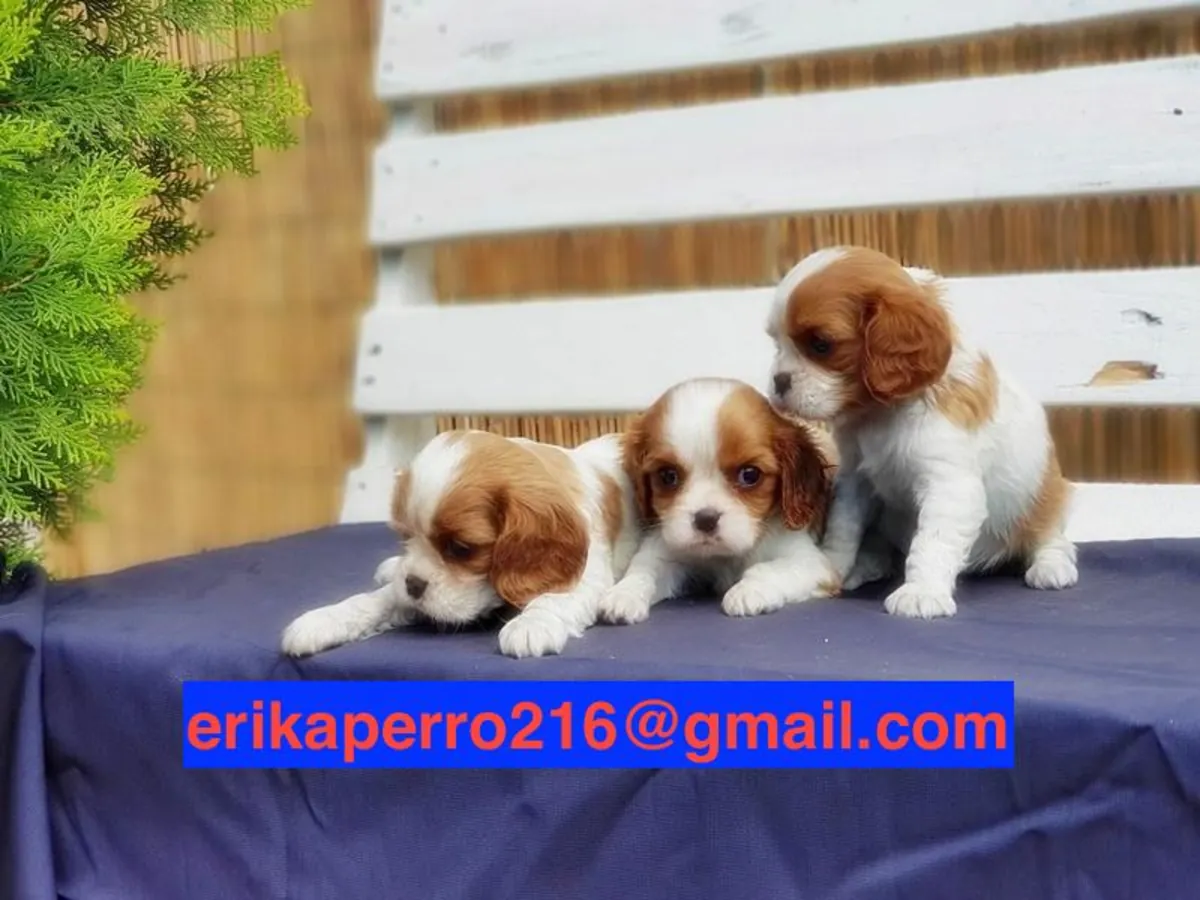 Cavalier King Charles Spaniel Yavruları (erkek ve dişi) sahiplenme