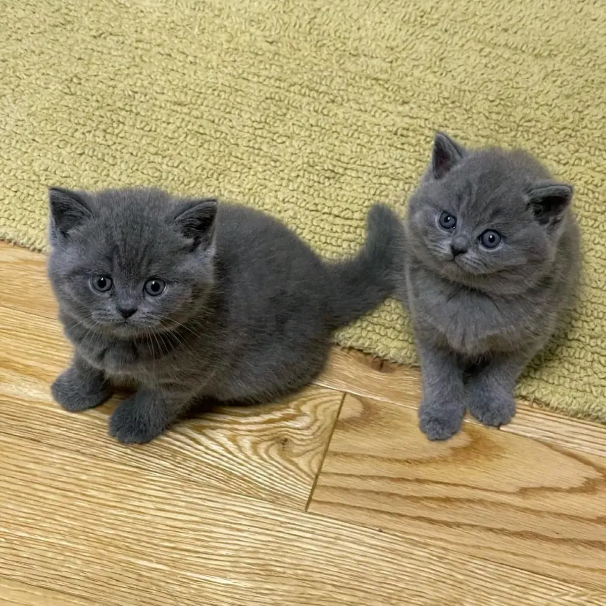British shorthair kittens available for rehoming.