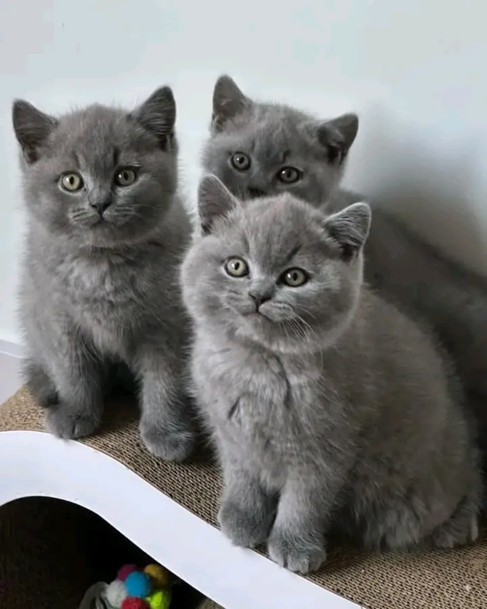 British shorthair kittens available for rehoming.