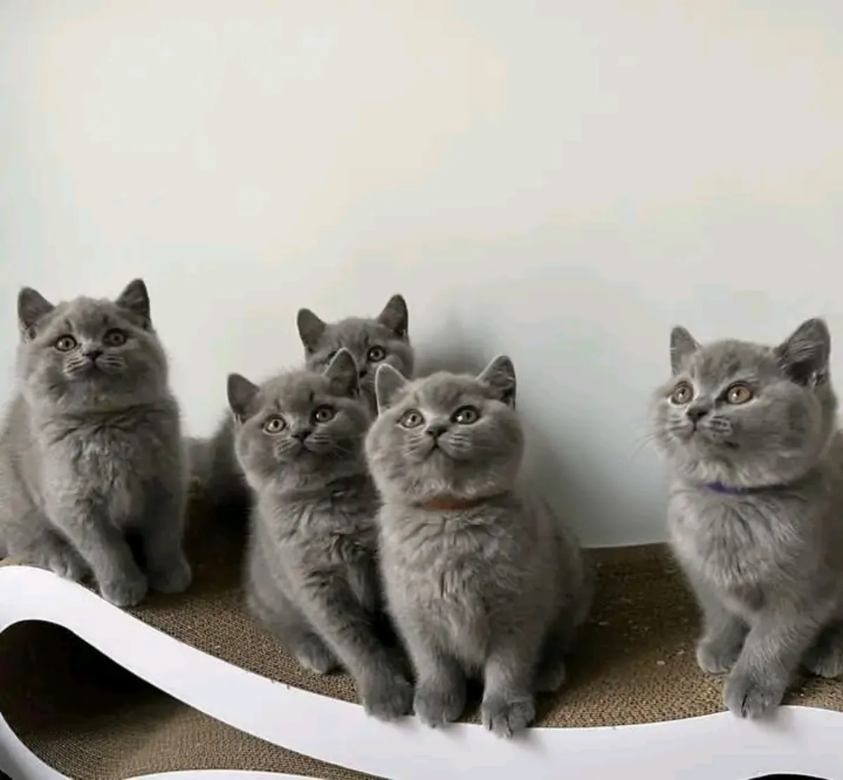 Продаются здоровые котята британской короткошерстной породы, готовые обрести новый дом.