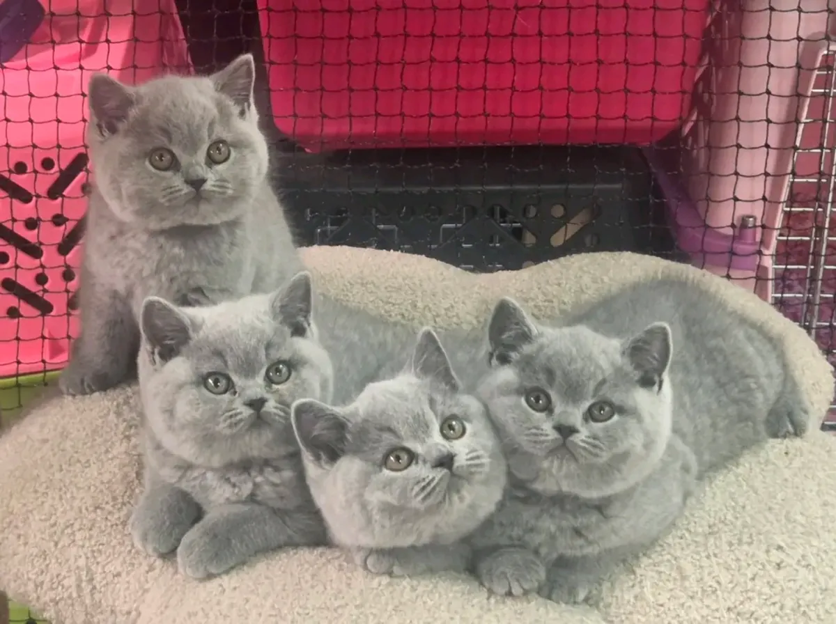 可爱的英国短毛猫幼崽待领养