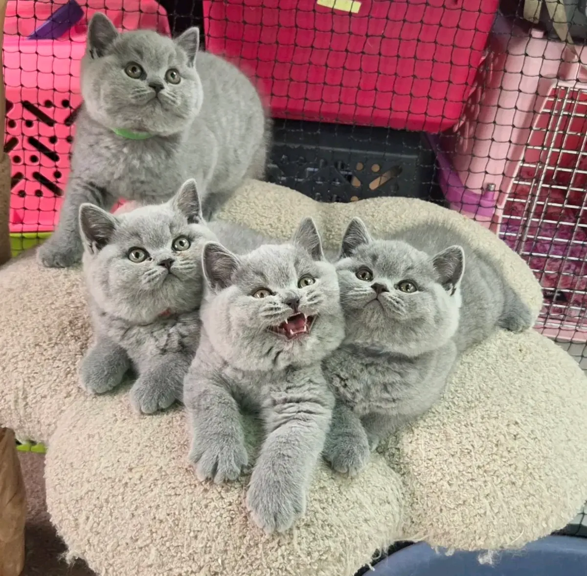 可爱的英国短毛猫幼崽待领养