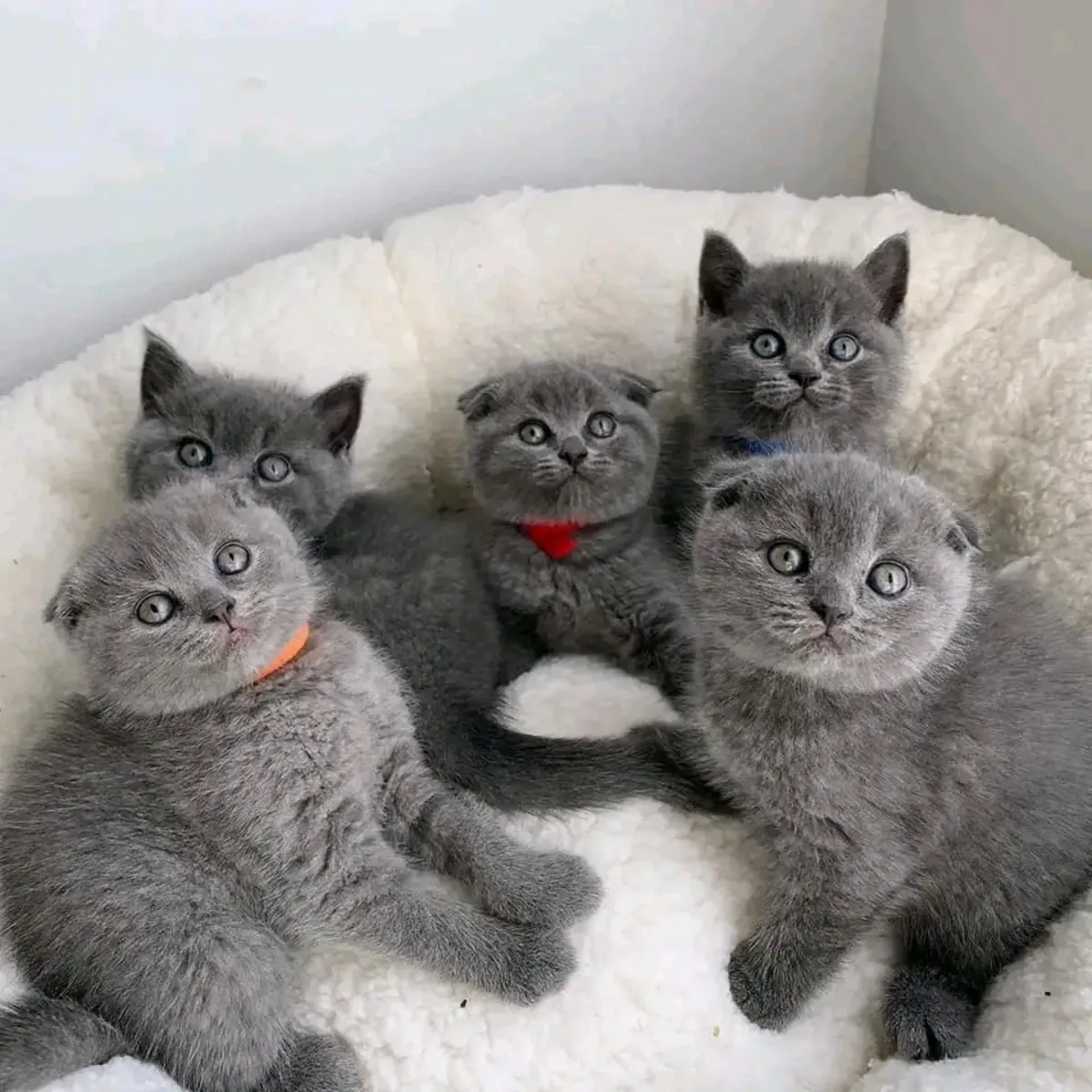 活泼可爱的英国短毛猫幼崽待领养。