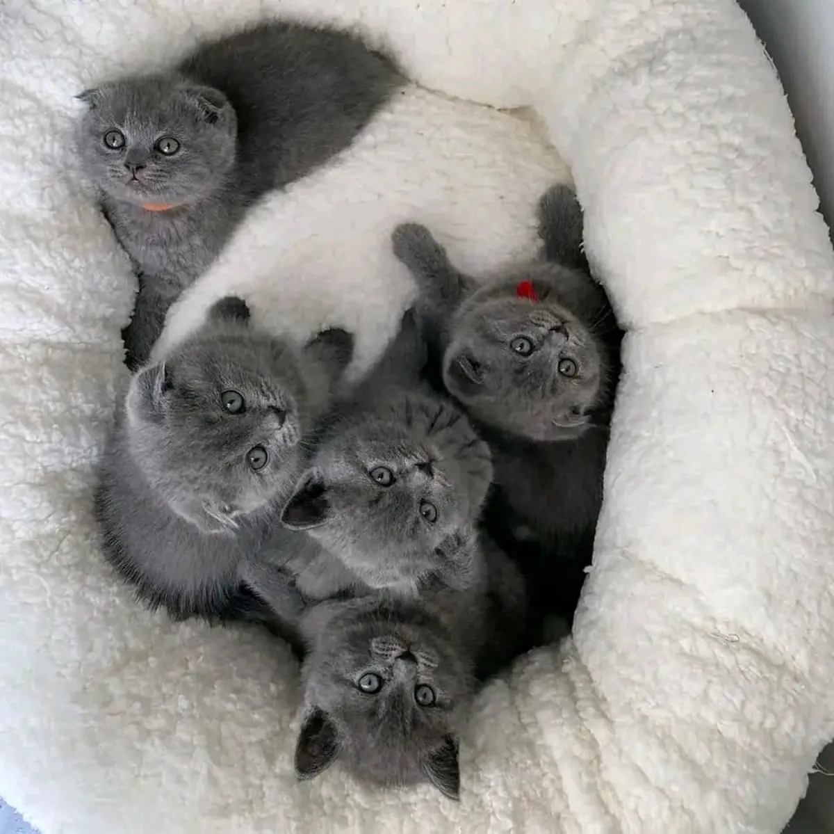 活泼可爱的英国短毛猫幼崽待领养。