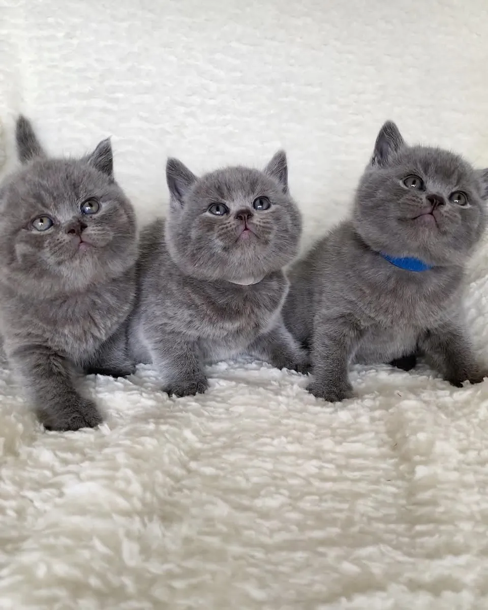 活泼可爱的英国短毛猫幼崽待领养。