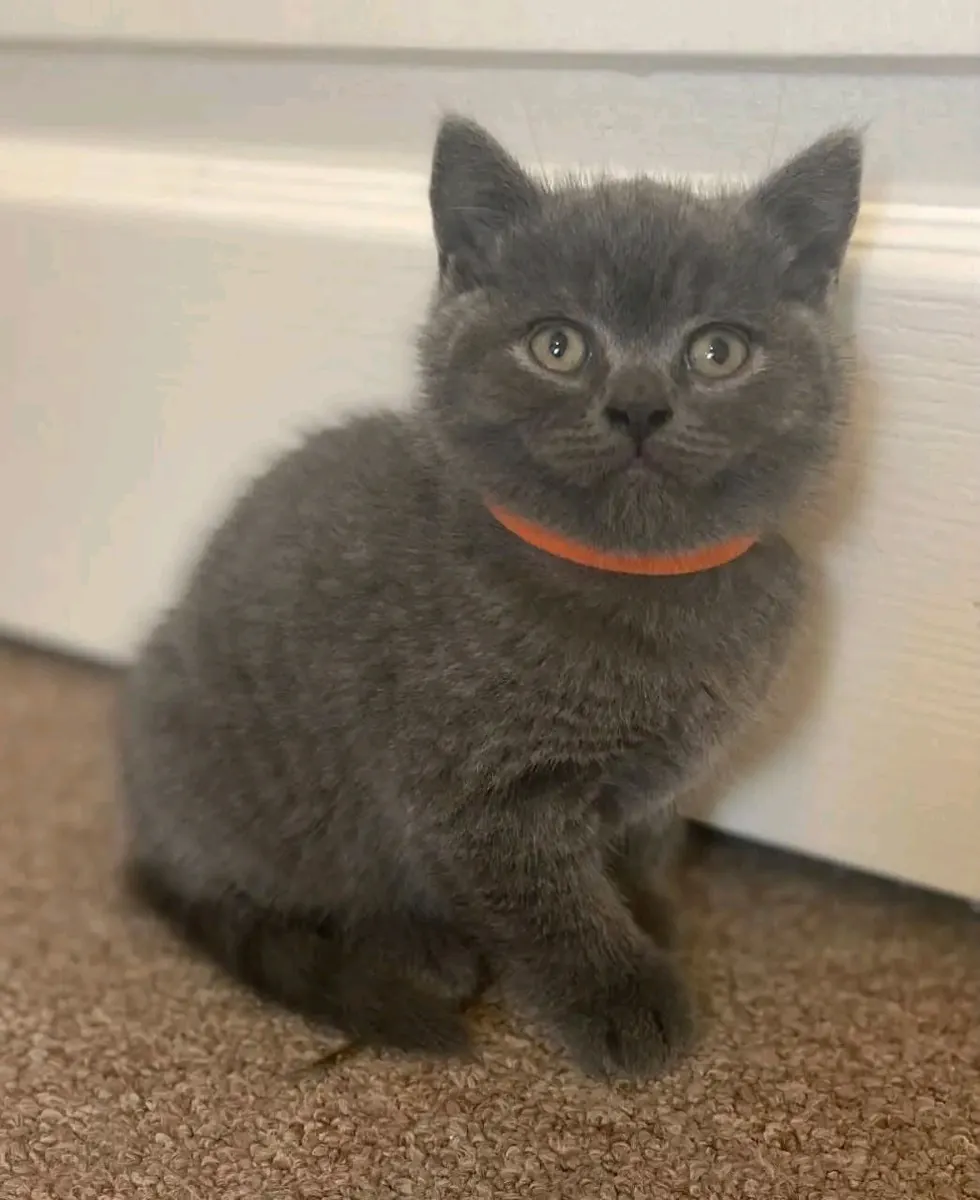 Sweet British shorthair kittens available for rehoming.