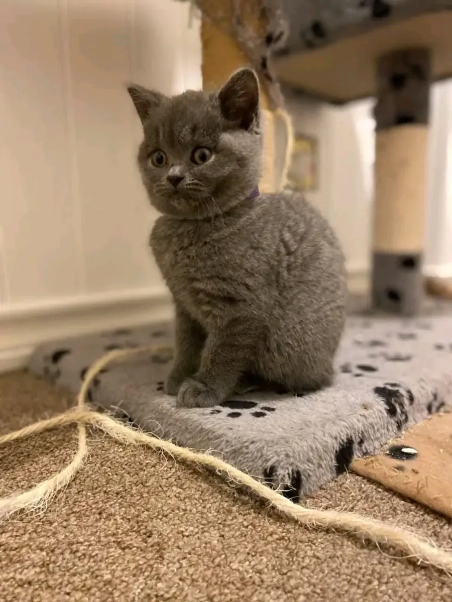 Sweet British shorthair kittens available for rehoming.