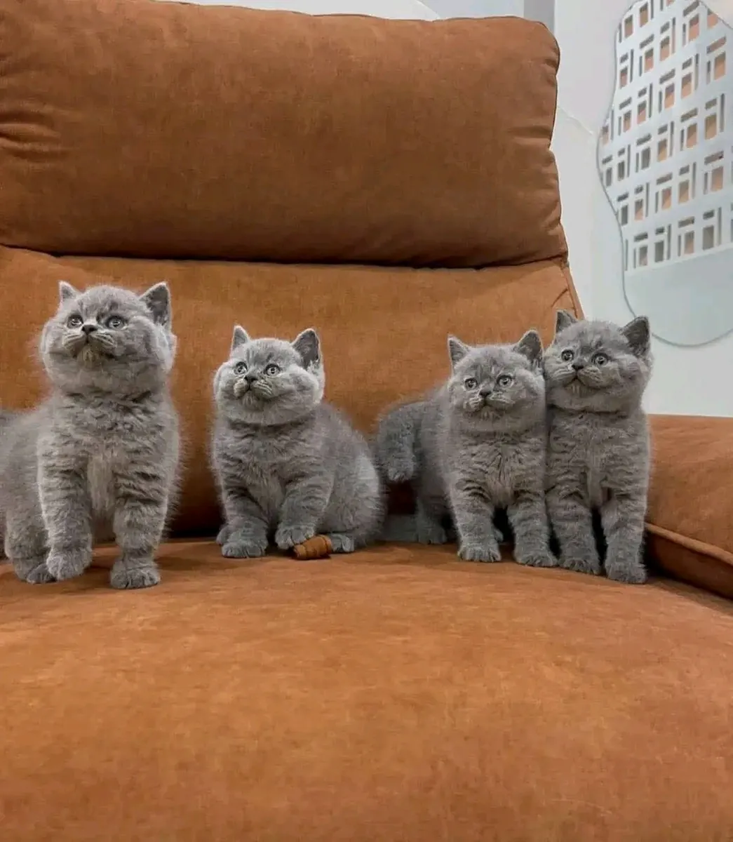 Sweet British shorthair kittens available for rehoming.