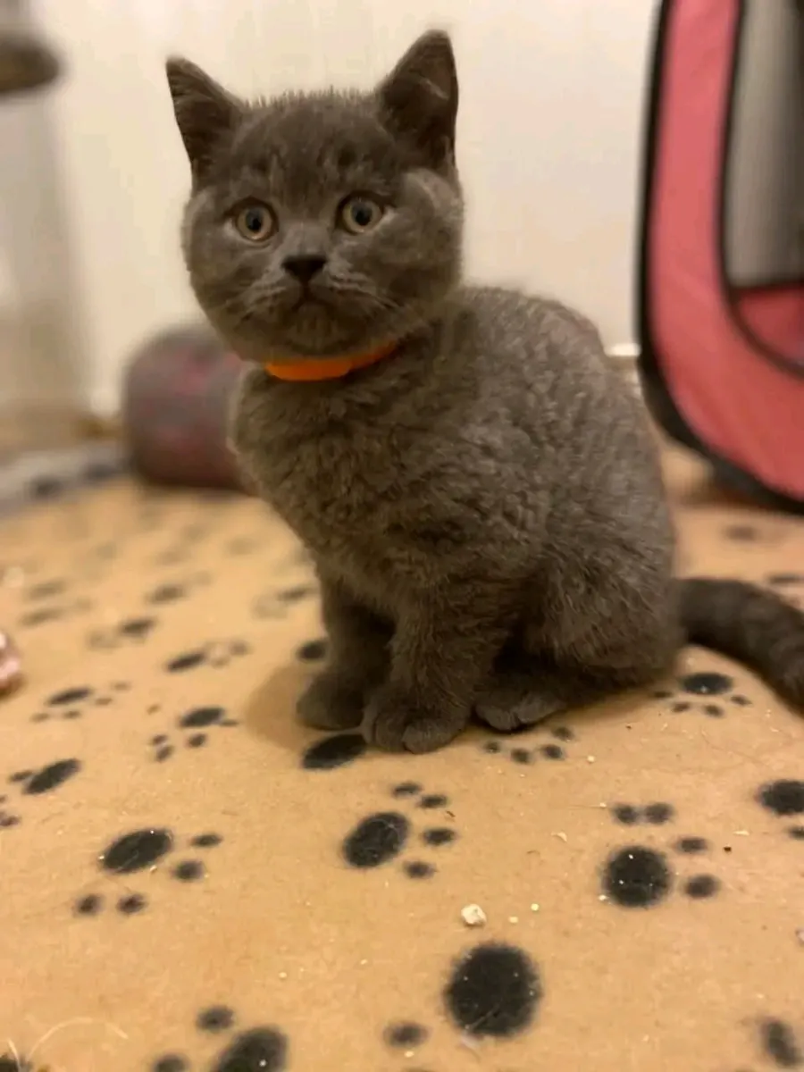 Sweet British shorthair kittens available for rehoming.