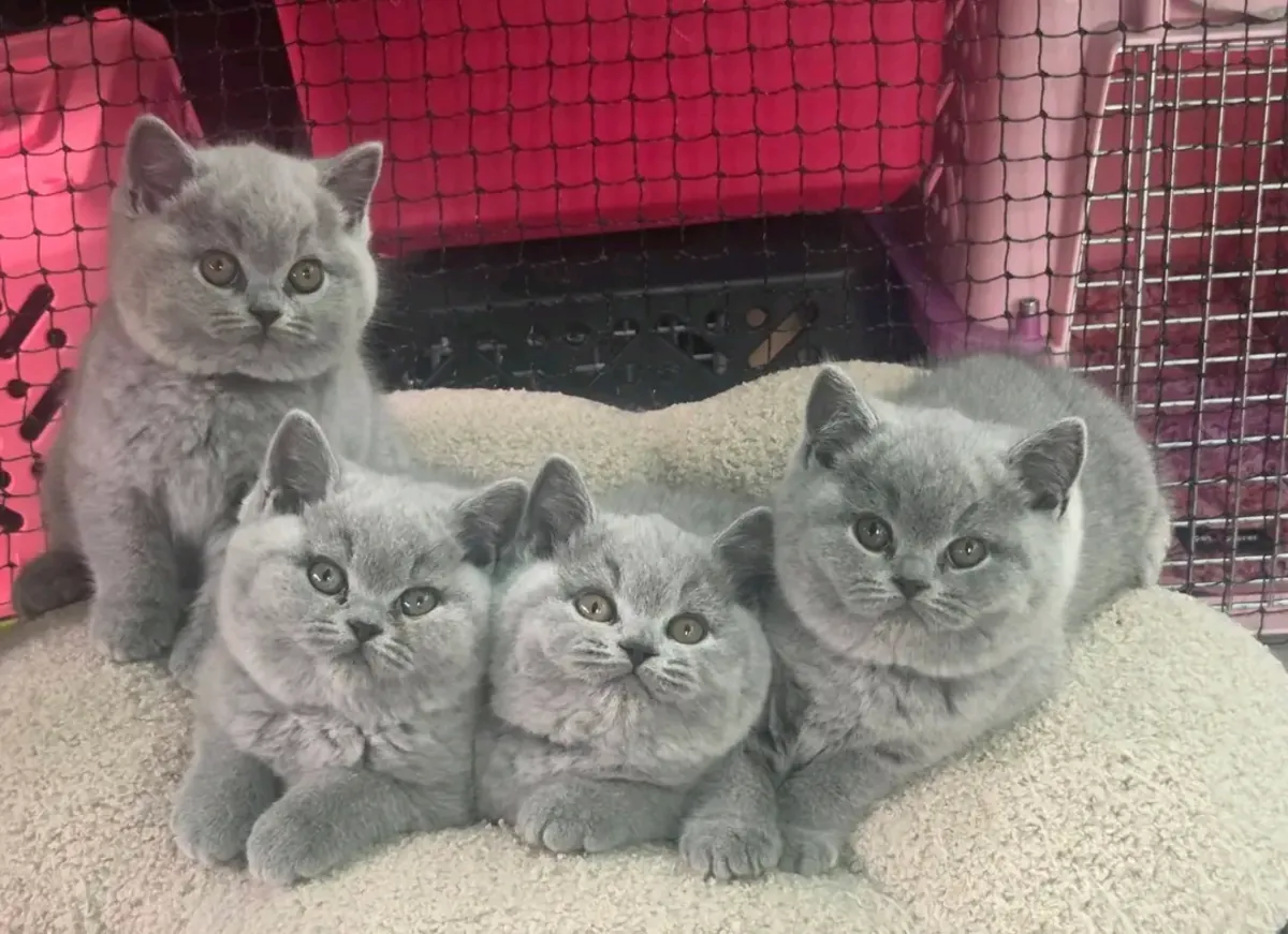 British shorthair kittens available